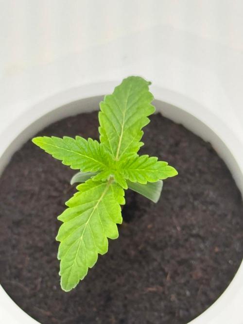 Super Boof. Week 2