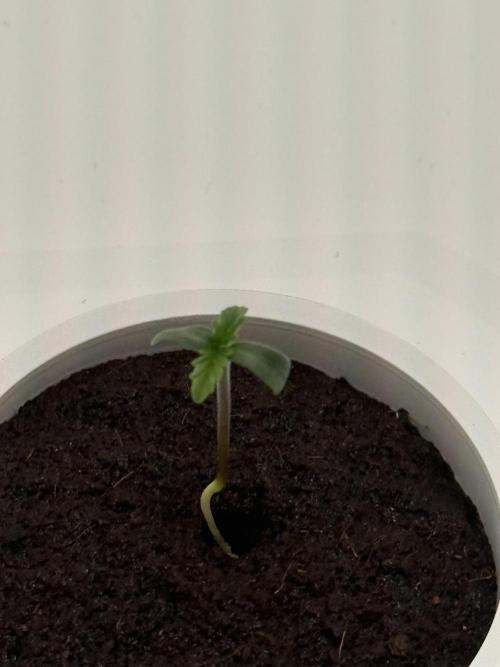 Super Boof. Week 1