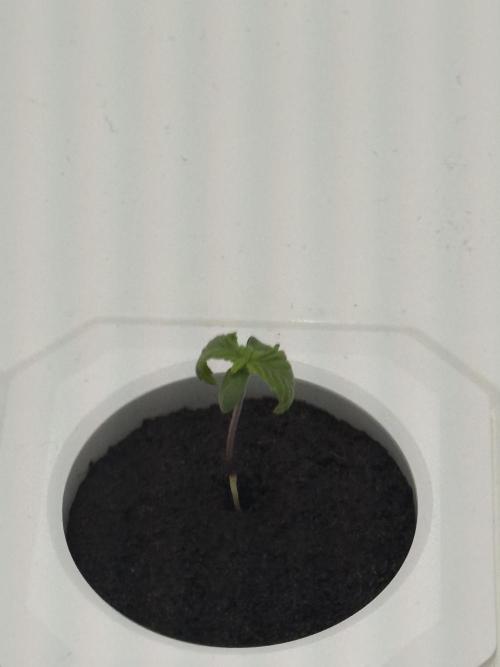 Super Boof. Week 1