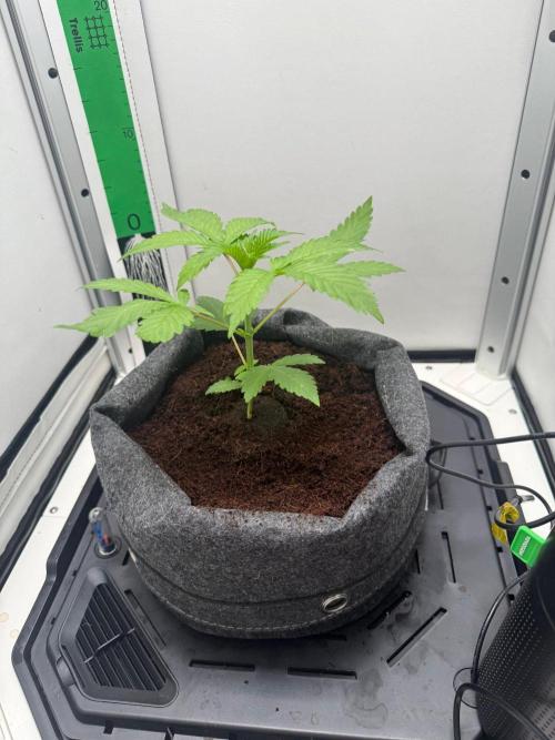Super Boof. Week 5