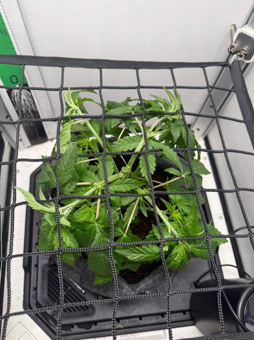Super Boof. Week 5
