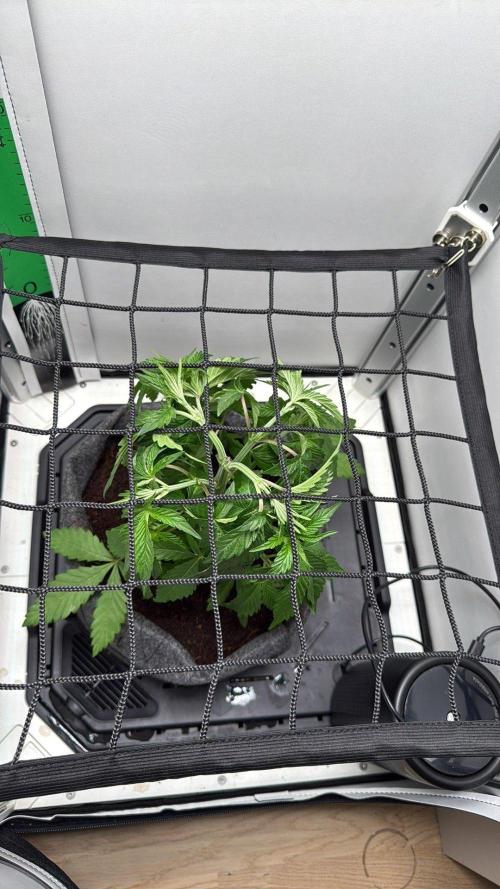 Super Boof. Week 5