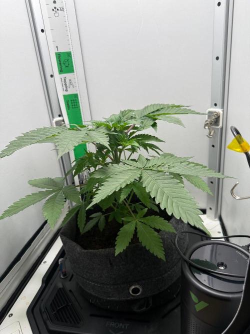 Super Boof. Week 5