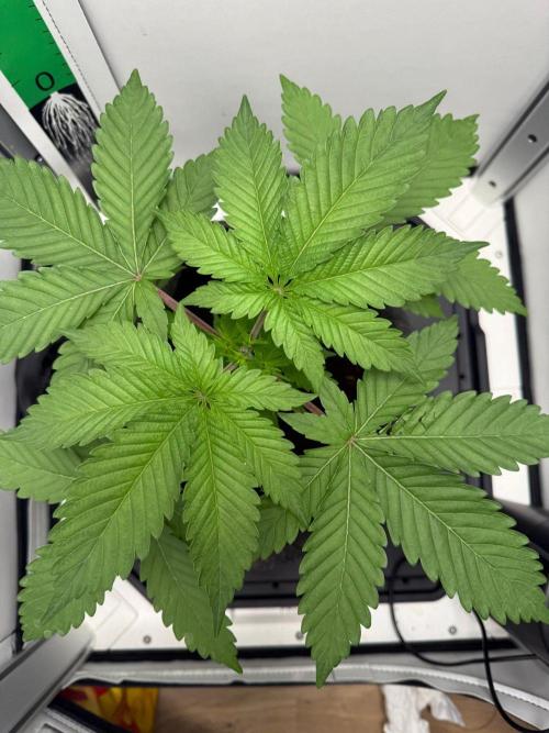 Super Boof. Week 5