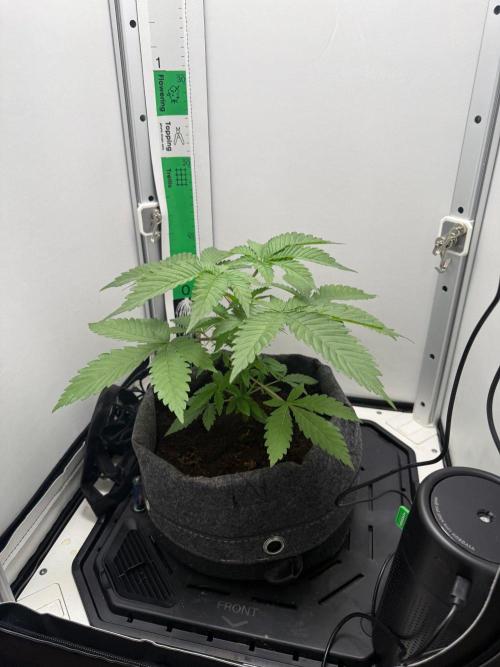 Super Boof. Week 5