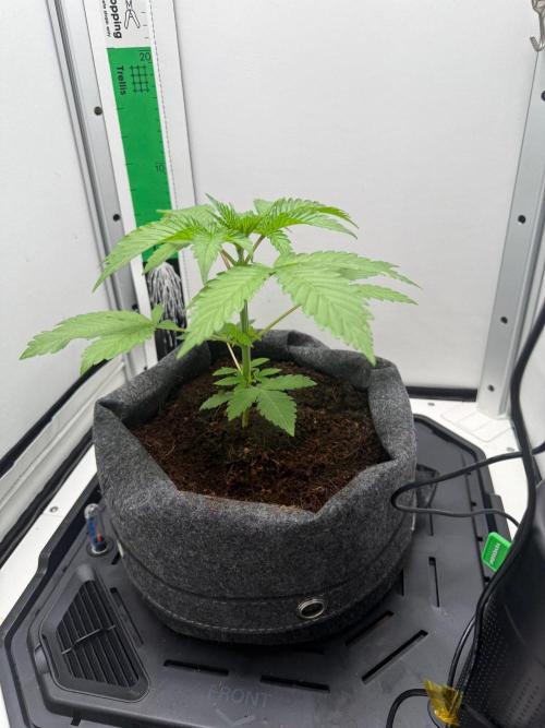 Super Boof. Week 4