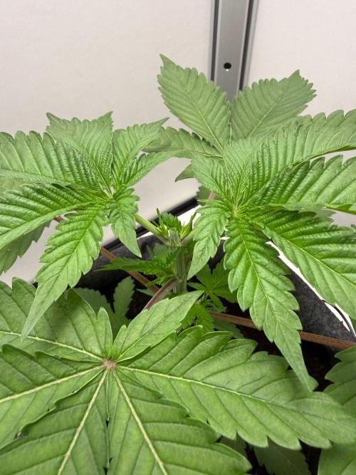 Super Boof. Week 4