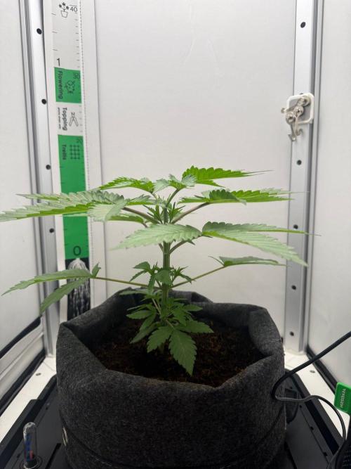 Super Boof. Week 4