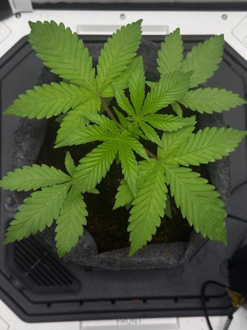 Super Boof. Week 4