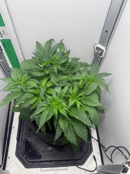 Super Boof. Week 6