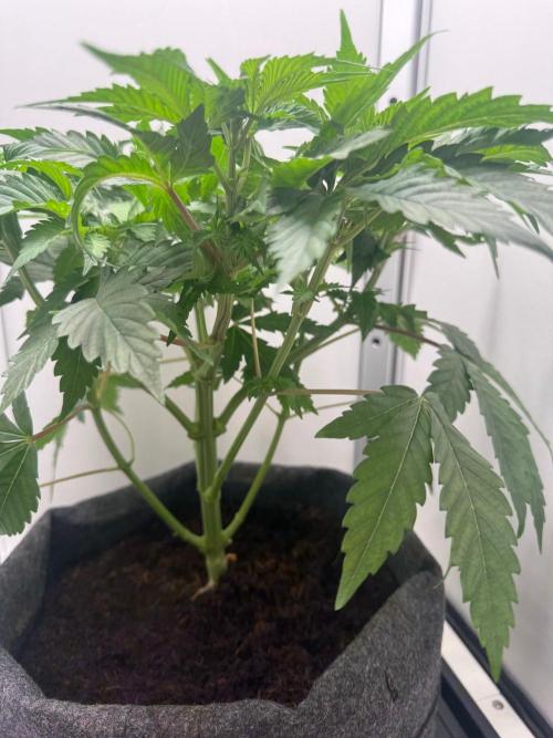 Super Boof. Week 6