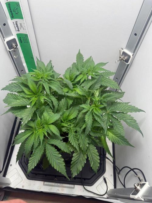 Super Boof. Week 6