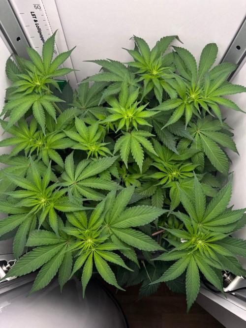 Super Boof. Week 8