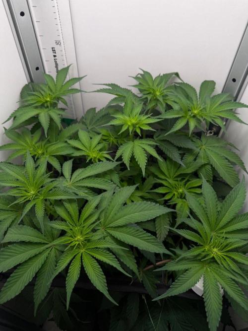 Super Boof. Week 8