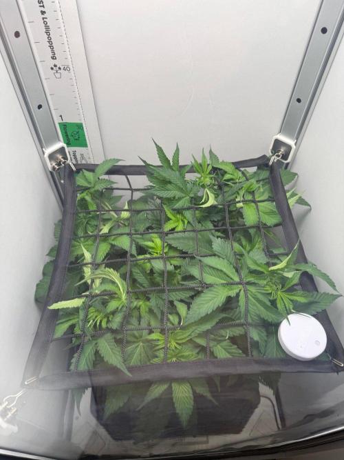 Super Boof. Week 7