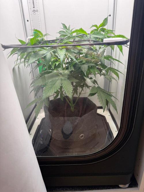 Super Boof. Week 7