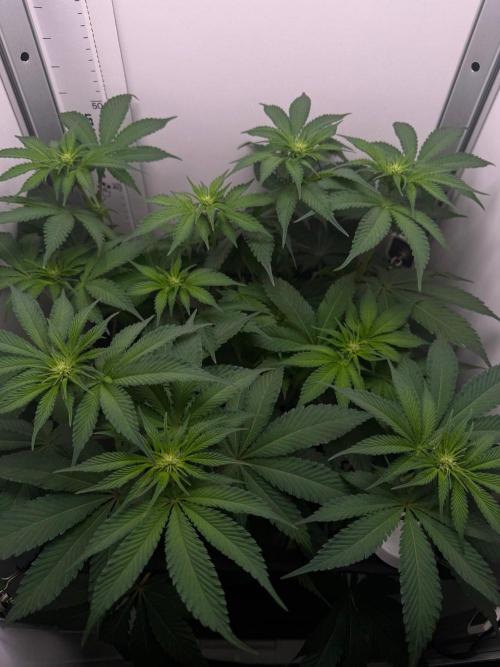 Super Boof. Week 9