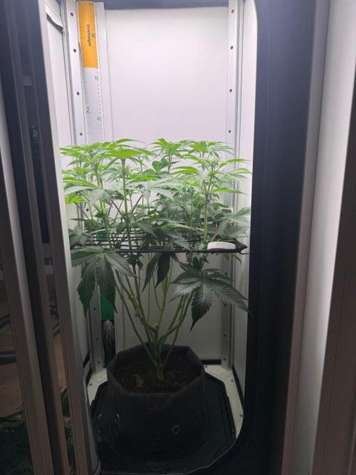 Super Boof. Week 9