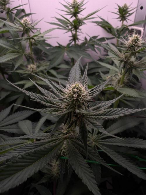 Super Boof. Week 10
