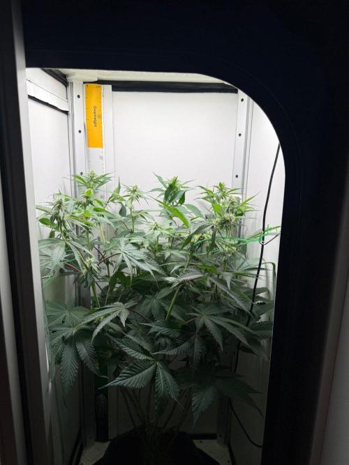 Super Boof. Week 10