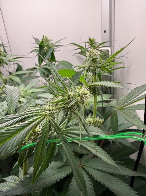 Super Boof. Week 10