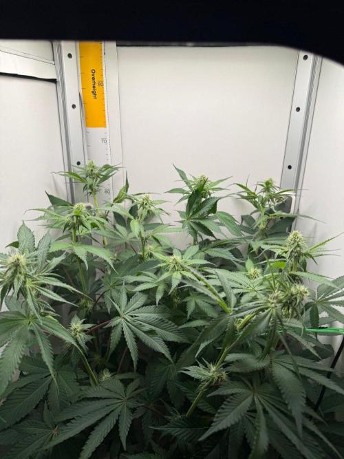 Super Boof. Week 10