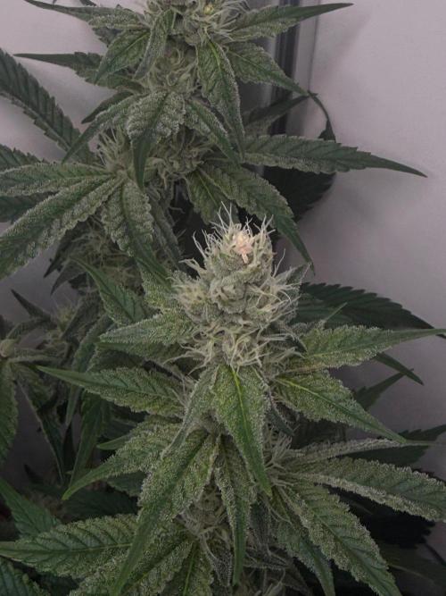 Super Boof. Week 11