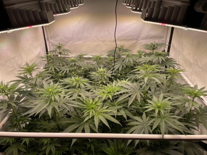 Barneys Critical kush, ice cream cake. Week 7
