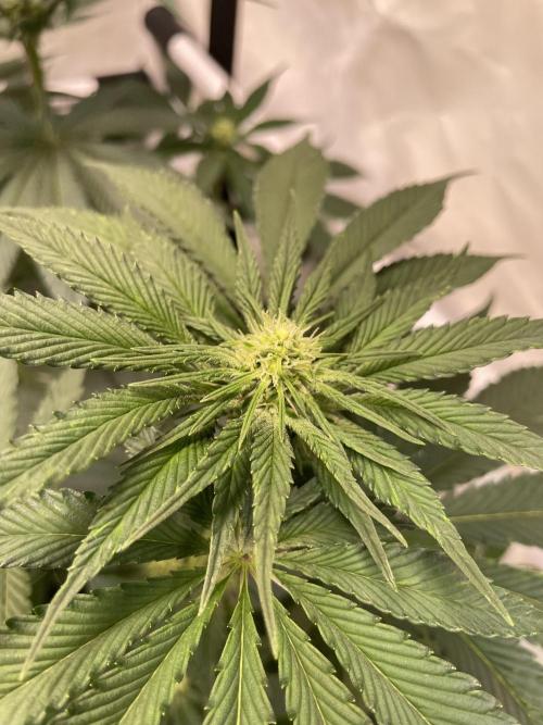 Barneys Critical kush, ice cream cake. Week 7 - Ice cream cake