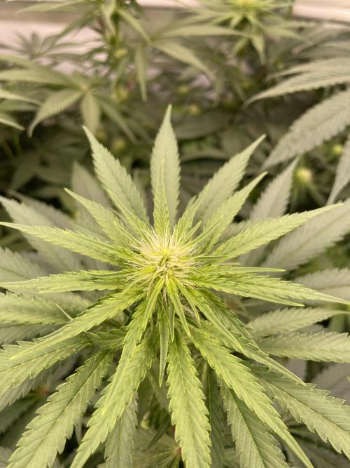 Barneys Critical kush, ice cream cake. Week 7 - Critical kush