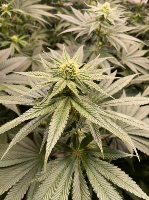 Barneys Critical kush, ice cream cake. Week 8