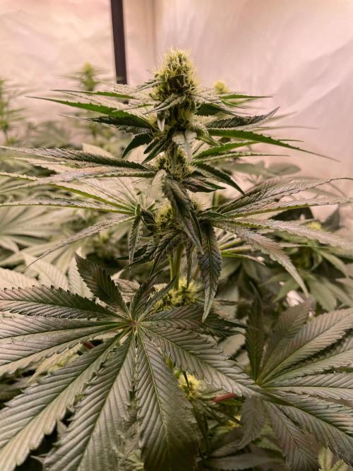 Barneys Critical kush, ice cream cake. Week 8