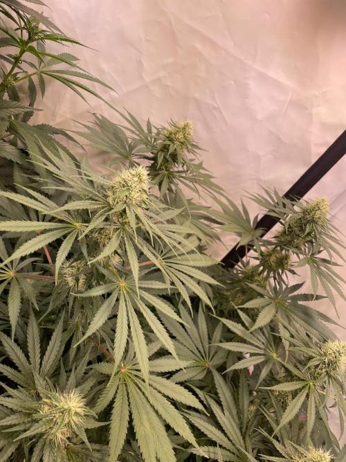 Barneys Critical kush, ice cream cake. Week 9