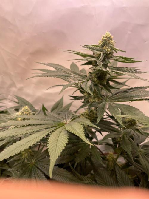 Barneys Critical kush, ice cream cake. Week 9