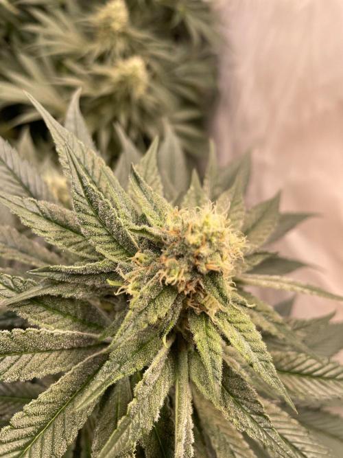 Barneys Critical kush, ice cream cake. Week 9