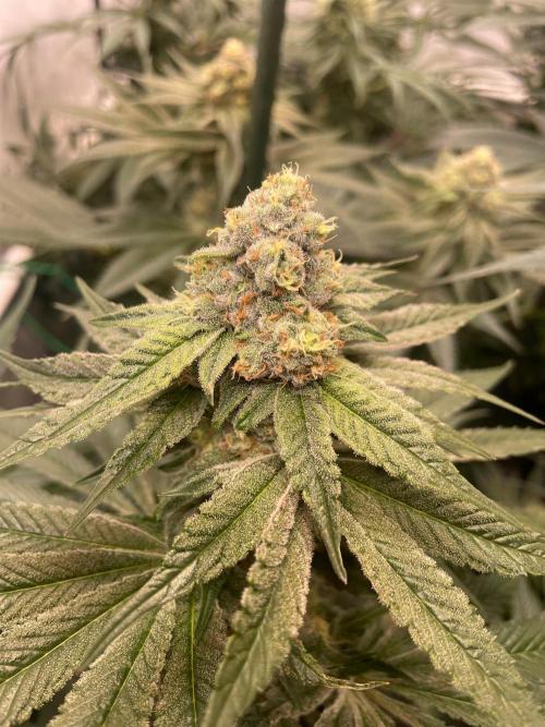 Xxxfanatii. Week 10 - Kush mintz