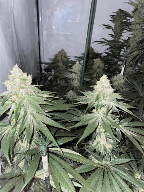 Xxxfanatii. Week 11 - Kush m