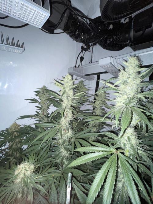 Xxxfanatii. Week 11 - Critical kush