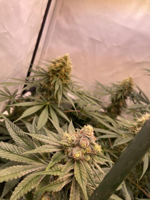 Xxxfanatii. Week 11 - Kush m