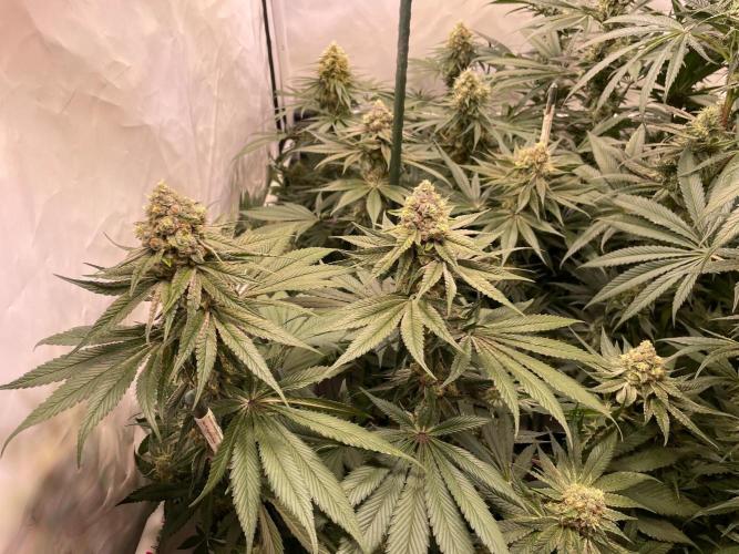 Xxxfanatii. Week 11 - Kush m