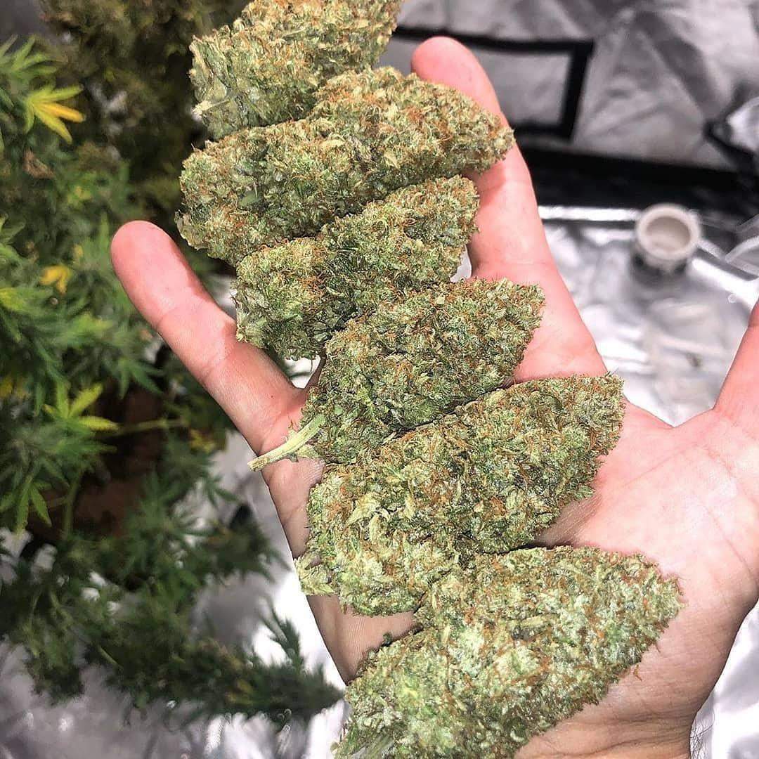 Super Strains Agartha Ace Seeds Purple Haze Grow Journal Week1 By Williamtroy Growdiaries