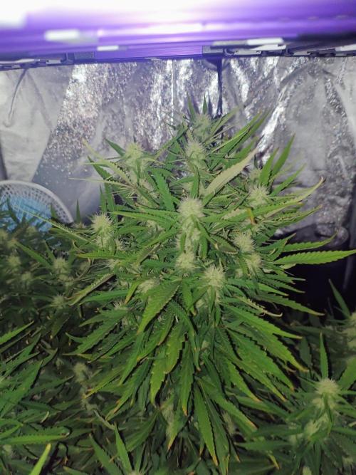 Amnesia x3 turbo. Week 6