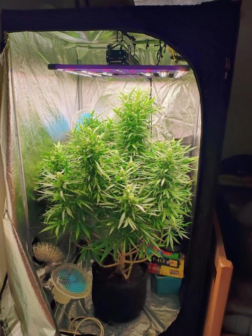 Amnesia x3 turbo. Week 6