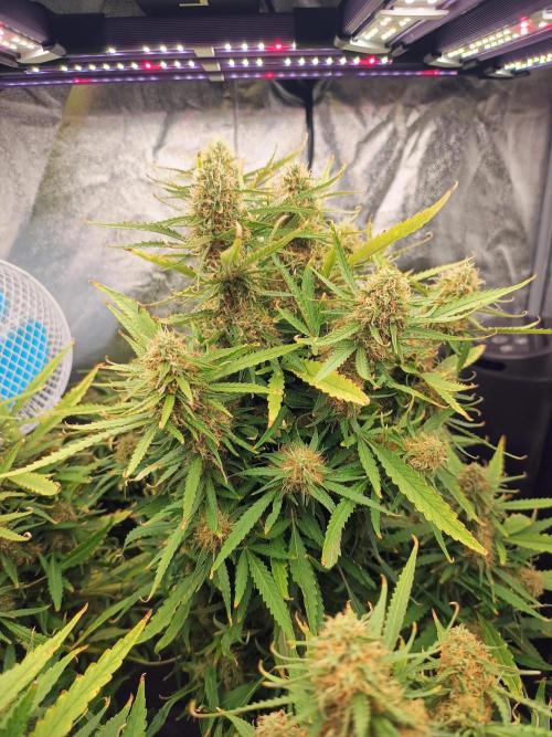 Amnesia x3 turbo. Week 9