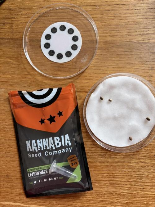Lemon Haze Auomatik Kannabia Seeds. Week 0 - Lets go ! :)