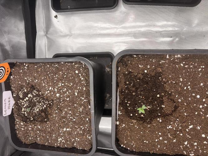 Lemon Haze Auto. Week 0