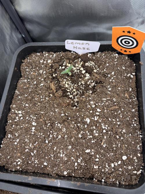 Lemon Haze Auomatik Kannabia Seeds. Week 0 - Day 3