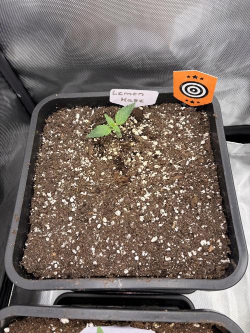 Lemon Haze Auomatik Kannabia Seeds. Week 1 - Day 8 270PPFD
