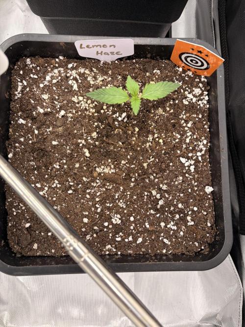 Lemon Haze Auto. Week 1