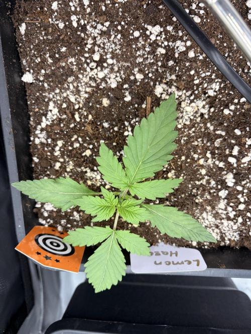 Lemon Haze Auomatik Kannabia Seeds. Week 2 - Day 12 400 ml Water 1 ML Acti Vera